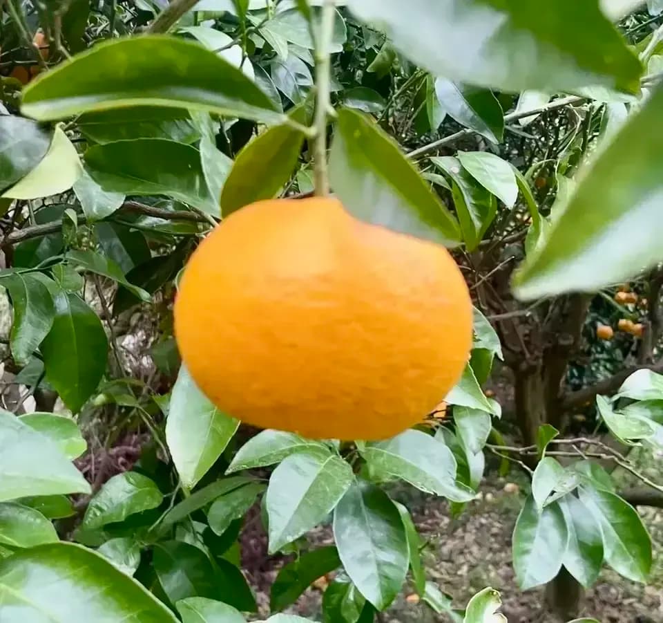 クール便発送【甘夏 自然栽培 樹上熟成】農薬・化学肥料・除草剤不使用25年以上　下灘の太陽と潮風が育てた酸味と甘みが魅力の昔ながらの柑橘