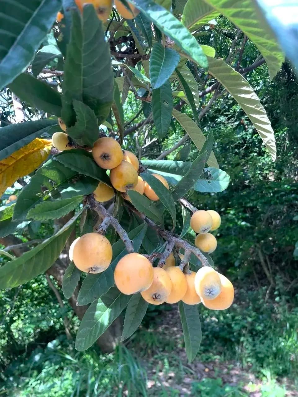 自然栽培 樹上熟成【びわ ビワ(田中枇杷) 】農薬・化学肥料・除草剤不使用25年以上　下灘の太陽と潮風が育てた酸味と甘みが魅力の昔ながらの枇杷
