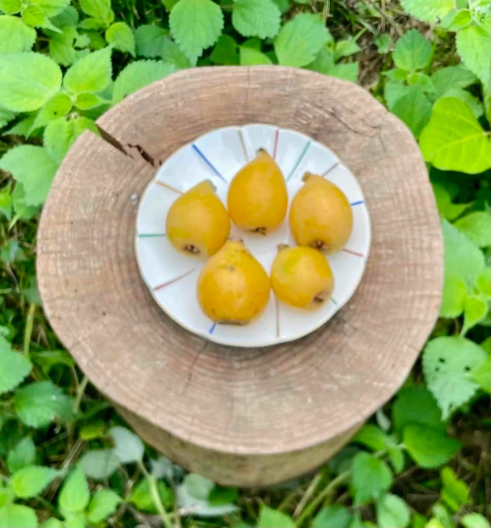 自然栽培 樹上熟成【びわ ビワ(田中枇杷) 】農薬・化学肥料・除草剤不使用25年以上　下灘の太陽と潮風が育てた酸味と甘みが魅力の昔ながらの枇杷