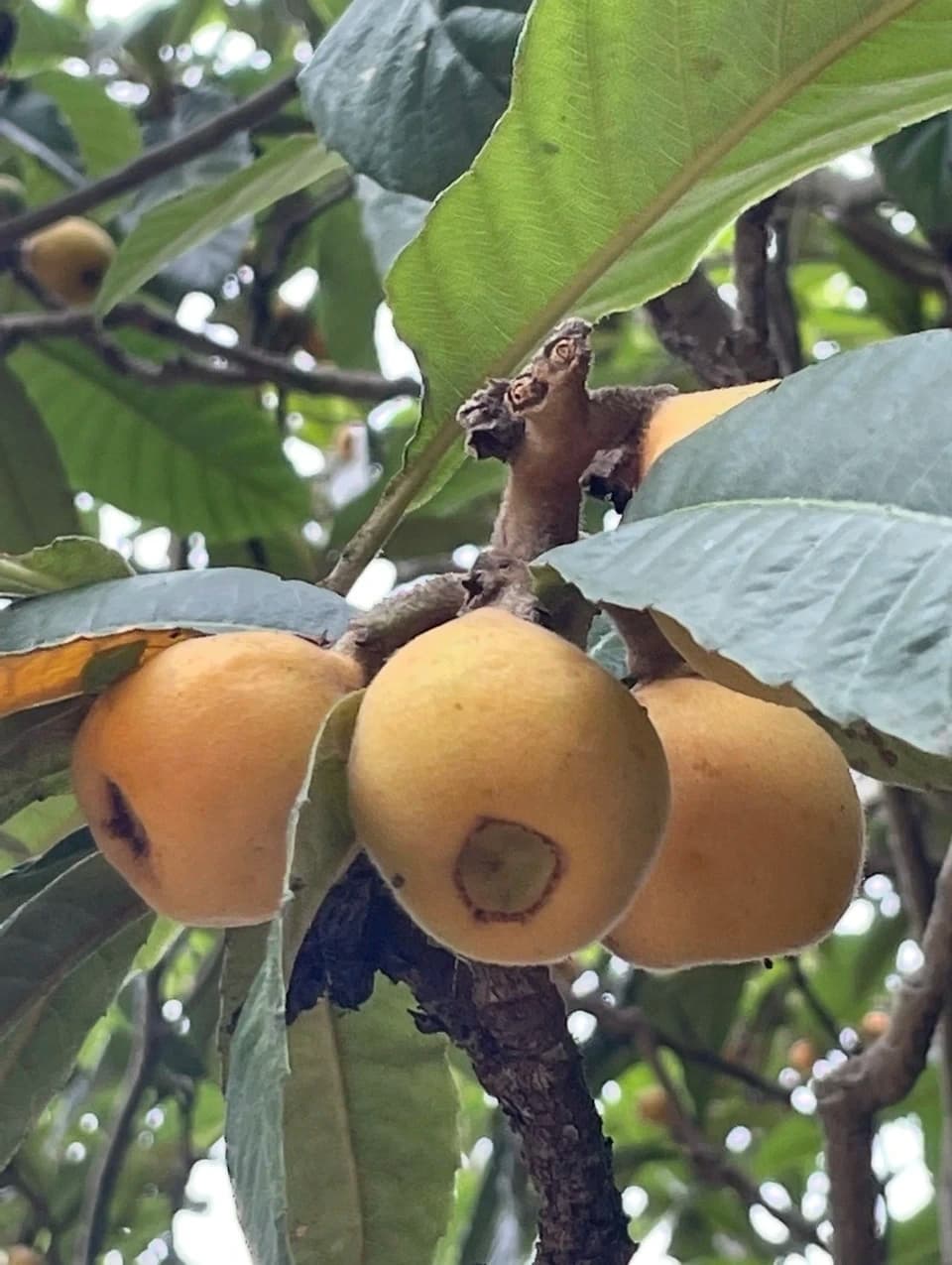 自然栽培 樹上熟成【びわ ビワ(田中枇杷) 】農薬・化学肥料・除草剤不使用25年以上　下灘の太陽と潮風が育てた酸味と甘みが魅力の昔ながらの枇杷