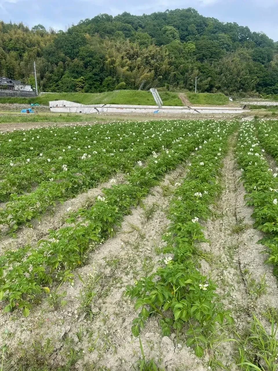 【自然栽培】ニシユタカ じゃがいも 肥料・農薬不使用