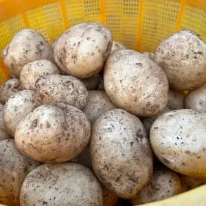【自然栽培】ニシユタカ じゃがいも 肥料・農薬不使用