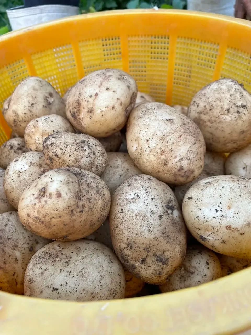 【自然栽培】ニシユタカ じゃがいも 肥料・農薬不使用