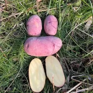 【自然栽培】レッドムーン 赤じゃがいも（肥料・農薬不使用）