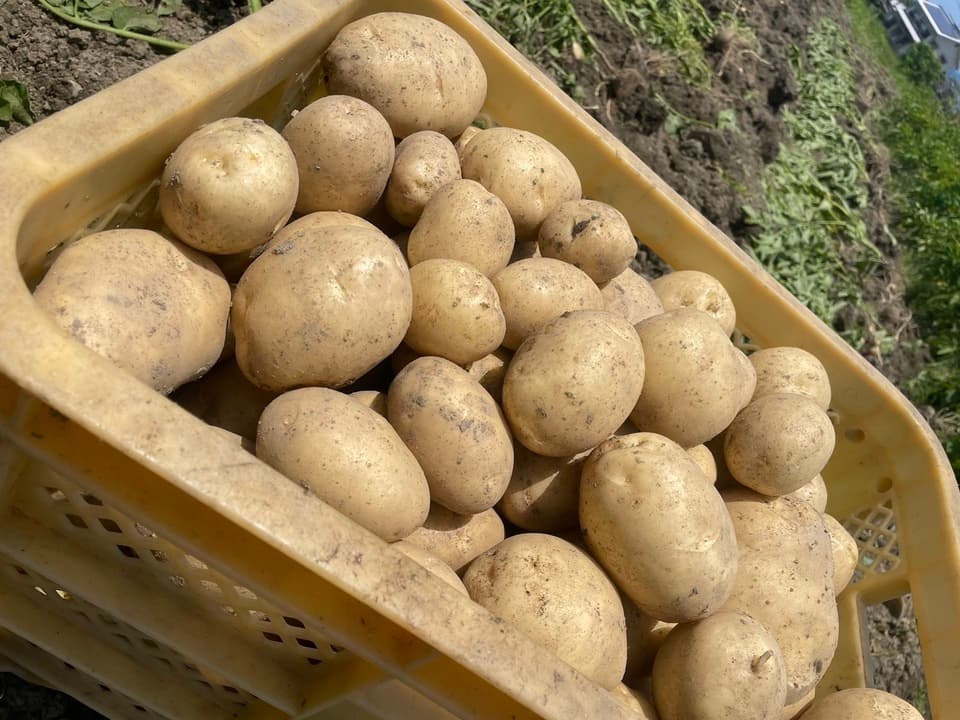 【自然栽培】じゃがいも4種類食べ比べ （肥料・農薬不使用）