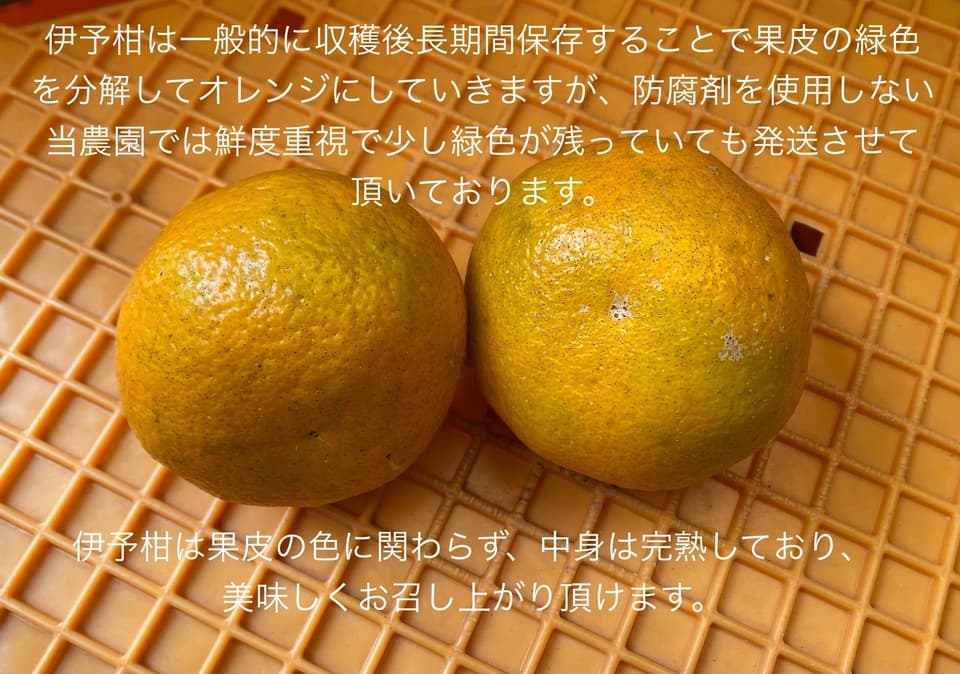【自然栽培】宮内伊予柑(いよかん) 農薬・肥料不使用・愛媛県産