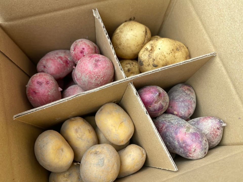 【自然栽培】じゃがいも4種類食べ比べ （肥料・農薬不使用）