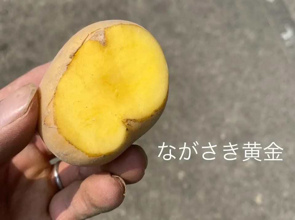 【自然栽培】ながさき黄金じゃがいも 肥料・農薬不使用