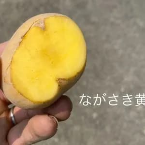 【自然栽培】ながさき黄金じゃがいも 肥料・農薬不使用