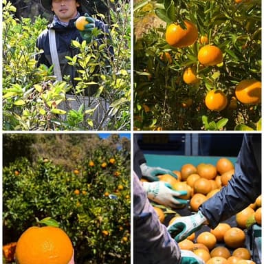 「いよかん」 今年は豊作、味も美味しく仕上がっています。