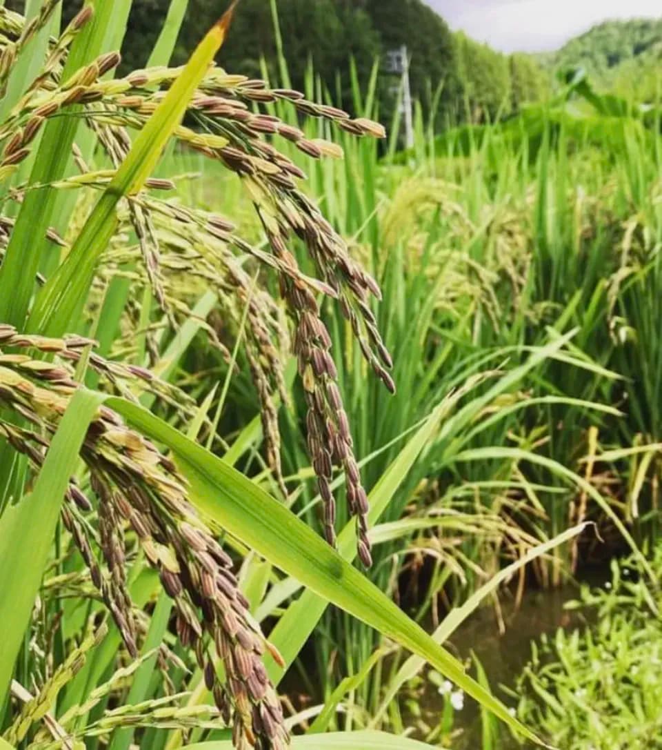 ＜ライスベリー＞天日干し・除草剤・農薬・化学肥料不使用栽培
