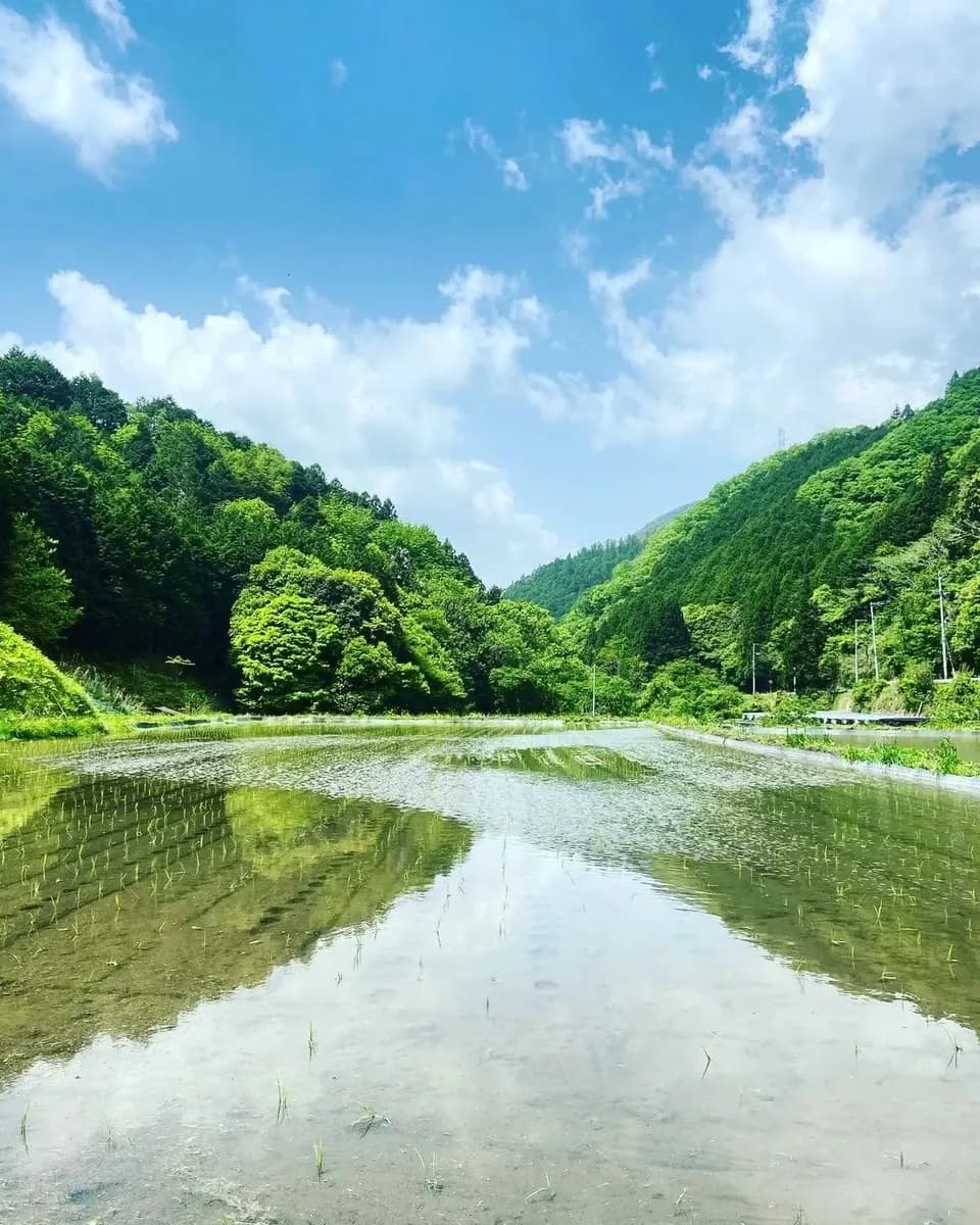 ＜ライスベリー＞天日干し・除草剤・農薬・化学肥料不使用栽培