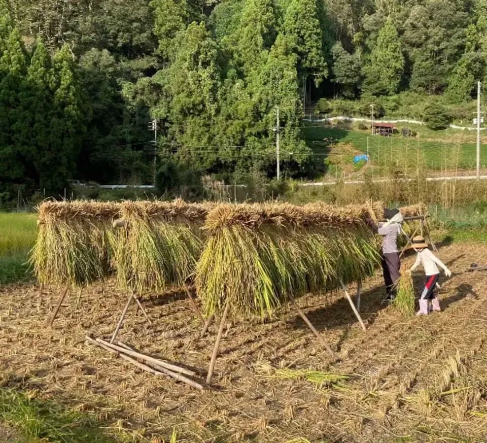 ＜ライスベリー＞天日干し・除草剤・農薬・化学肥料不使用栽培