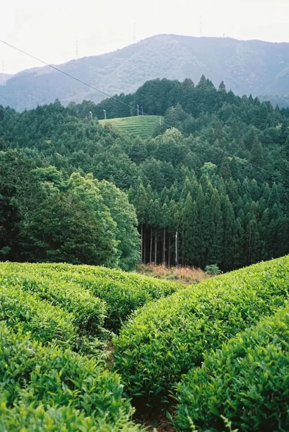 抹茶 京都和束町産 Jack Farm (京都府産) 粉末ドリンク通販 - たべると