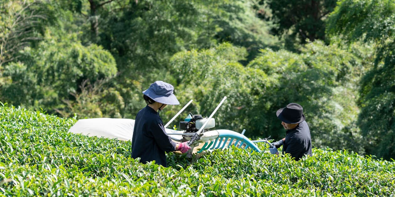 Jack Farmロゴ