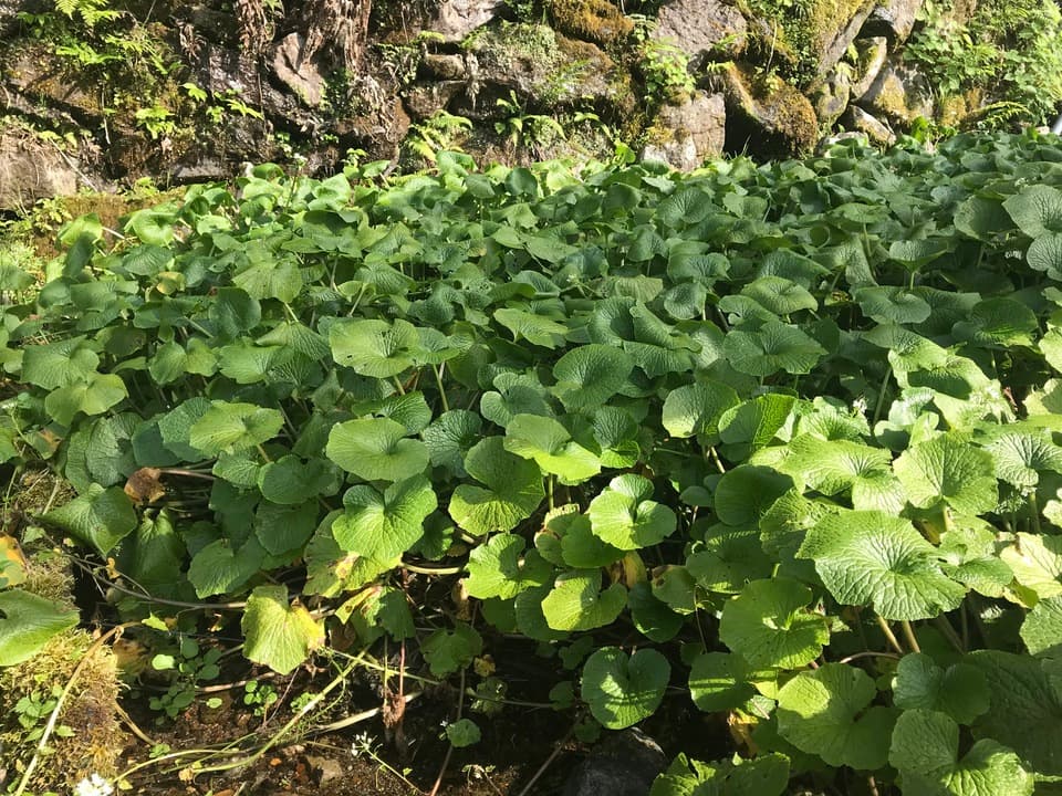 天城山麓の恵み！無農薬本わさび