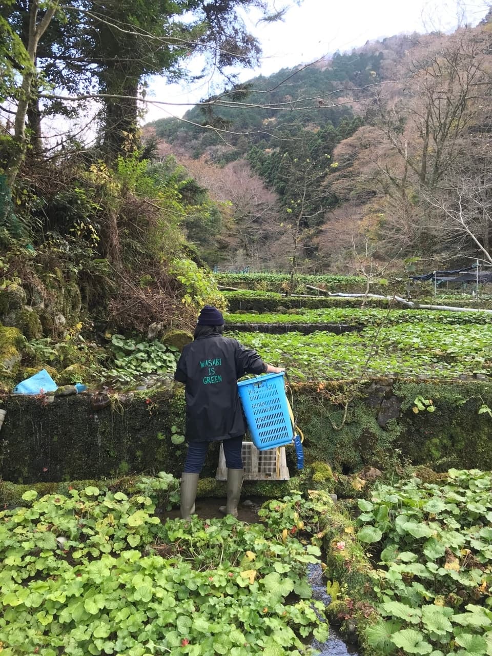 天城山麓の恵み！無農薬本わさび