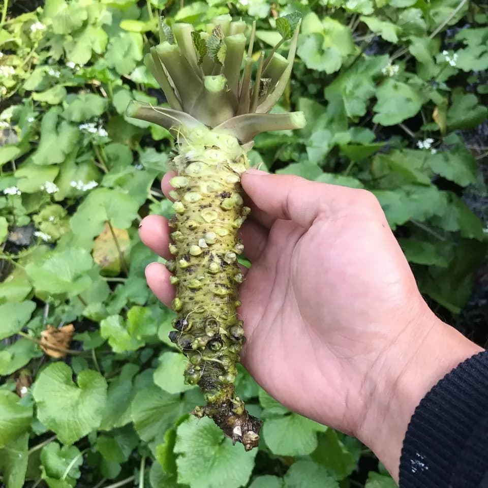 最高級品種！無農薬　真妻わさび１２０g