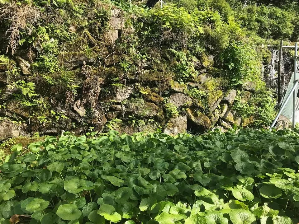 最高級品種！無農薬　真妻わさび１２０g