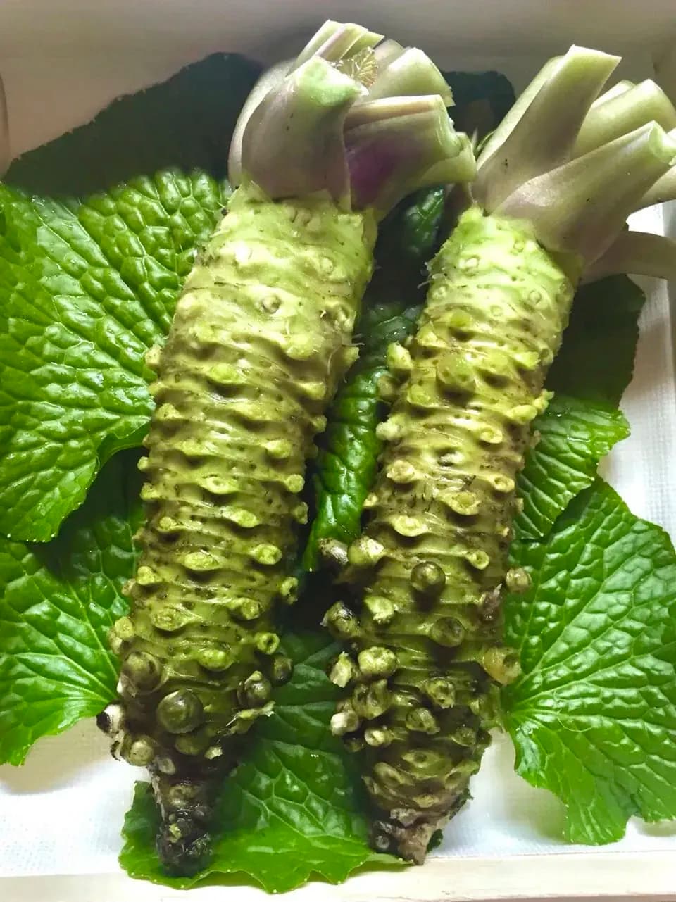 最高級品種！無農薬　真妻わさび１２０g