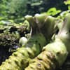 サムネイル 1
