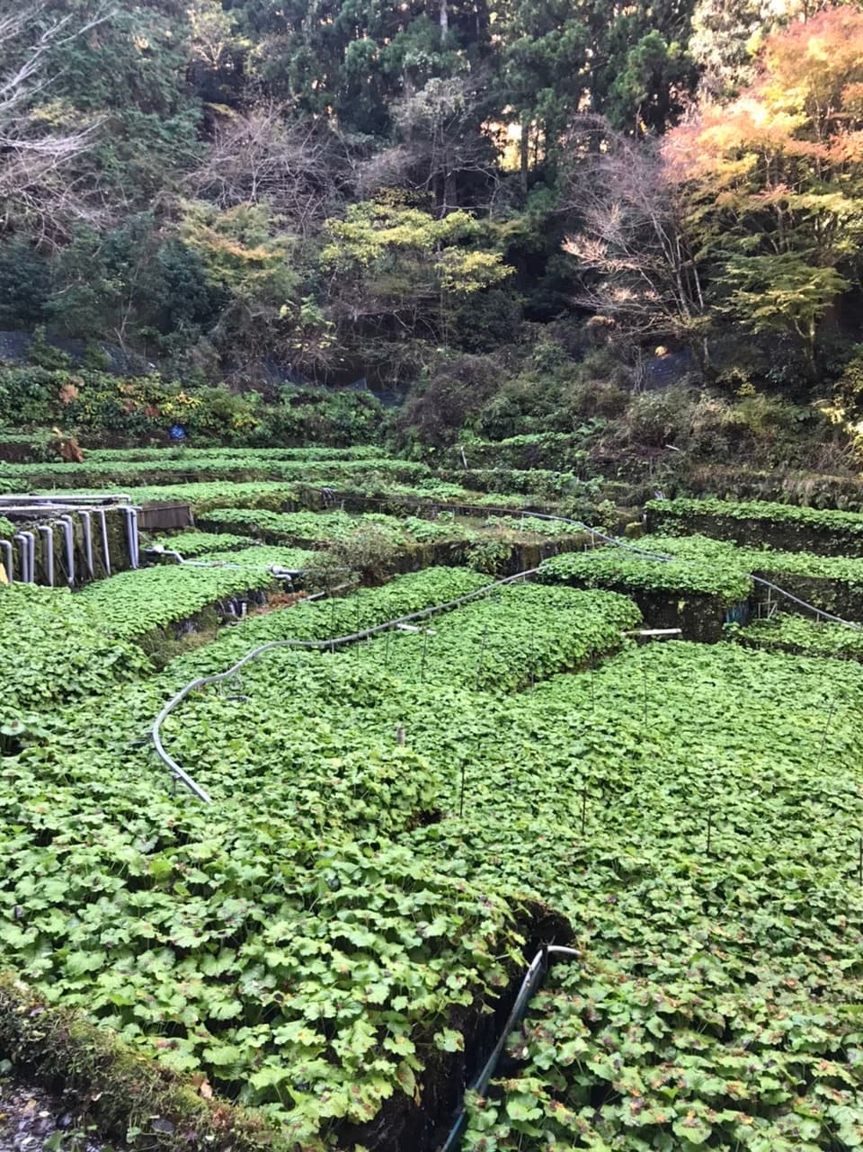天城山麓の恵み！無農薬本わさび