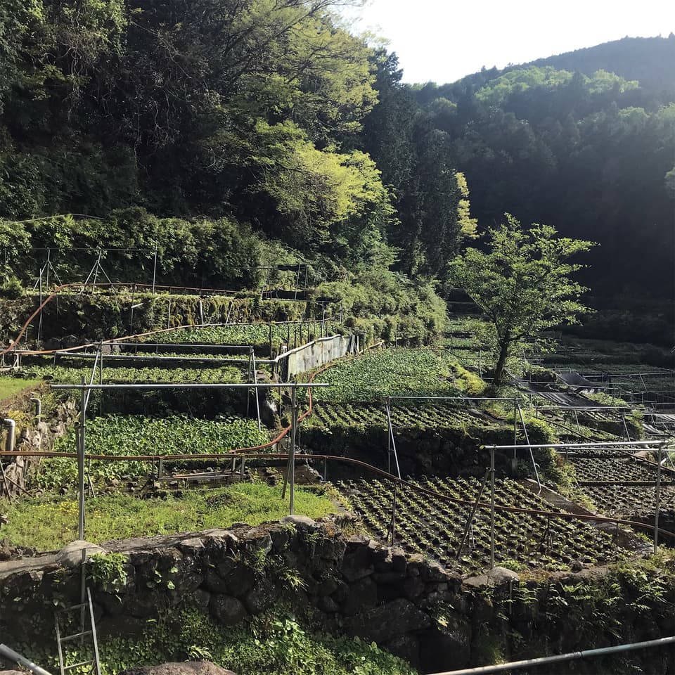 最高級品種！無農薬　真妻わさび
