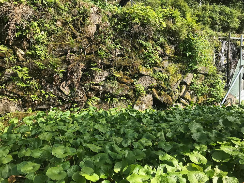 最高級品種！無農薬　真妻わさび