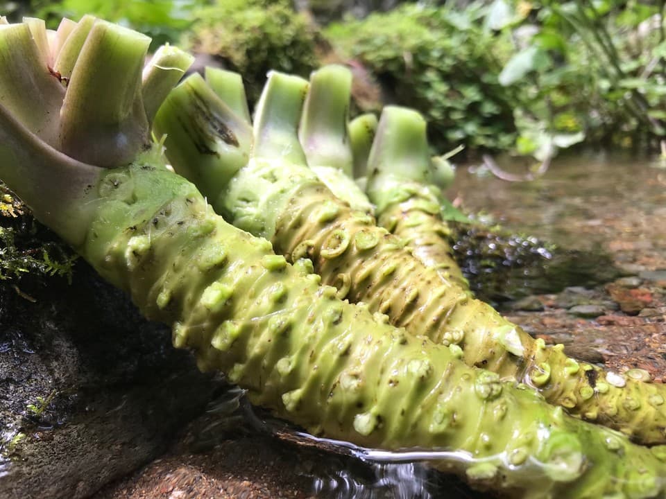 天城山麓の恵み！無農薬本わさび