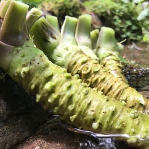 天城山麓の恵セット！農薬不使用わさび＆添加物不使用わさび漬け
