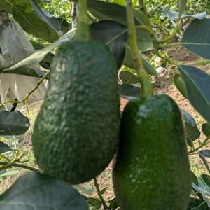 無農薬・肥料不使用＜奇跡の国産・愛媛アボカド＞興居島の自然と育む旬の味を産地直送