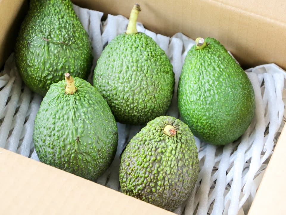 無農薬・肥料不使用＜奇跡の国産・愛媛アボカド＞興居島の自然と育む旬の味を産地直送