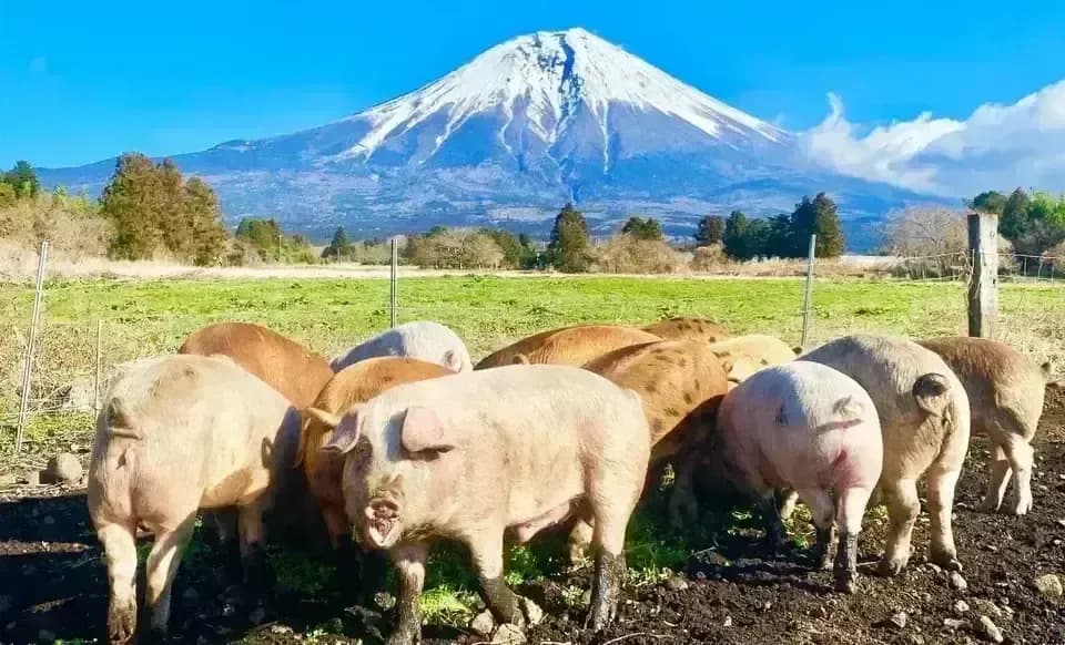 本格製法ベーコン・ハム・ソーセージ＜国産放牧豚の無塩せき燻製セット＞抗生物質不使用豚・食品添加物不使用・独自の二重燻製仕上げ