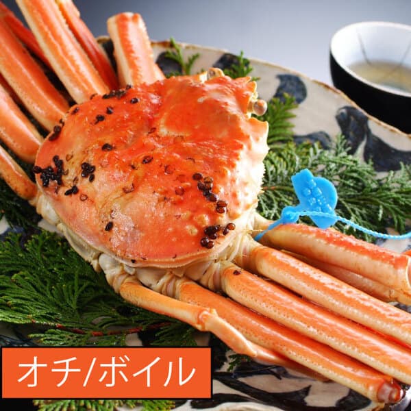 山陰冬の味覚の王者＜松葉ガニ＞雄【オチ/吟醸蒸し】【冷蔵】
