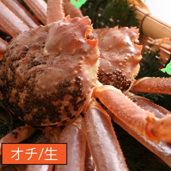 山陰冬の味覚の王者＜松葉ガニ＞雄【オチ/生】【冷蔵】