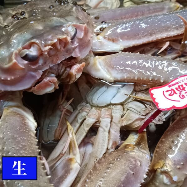 山陰冬の味覚の王者＜松葉ガニ＞生きた状態そのまま送ります【生】【冷蔵】