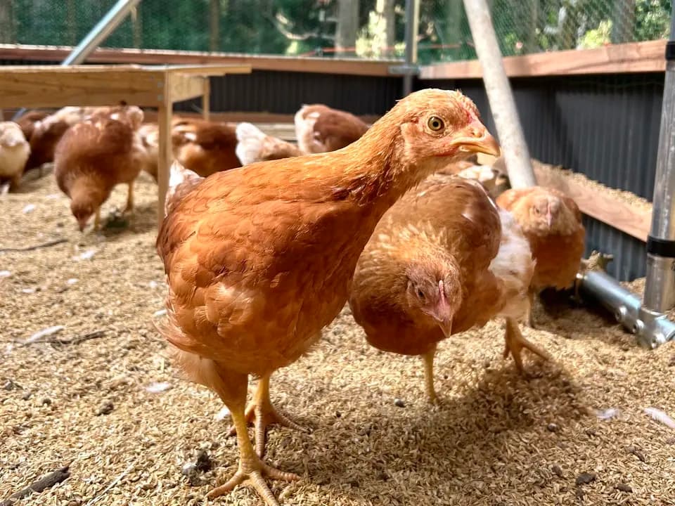 鹿児島の恵みがぎゅっと詰まった平飼い卵『楓のときめき』地元素材90%以上の自家製飼料×森の中の自然養鶏場からお届け