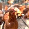 サムネイル 5