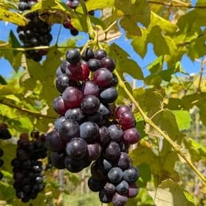 ＜ぶどう詰め合わせ＞無農薬・無肥料・ジベレリン不使用