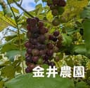 金井農園ロゴ画像