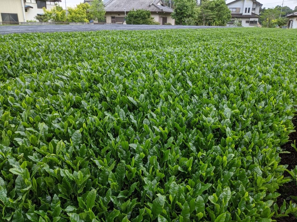 上品な旨みとコク・深蒸し茶＜旬香＞農薬・化学肥料栽不使用培茶