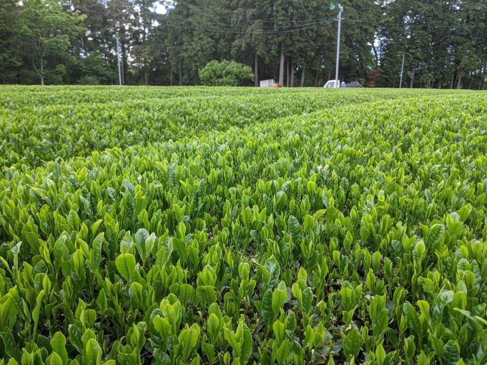 豊かな香りの深蒸し茶＜里山＞無農薬・無化学肥料栽培茶