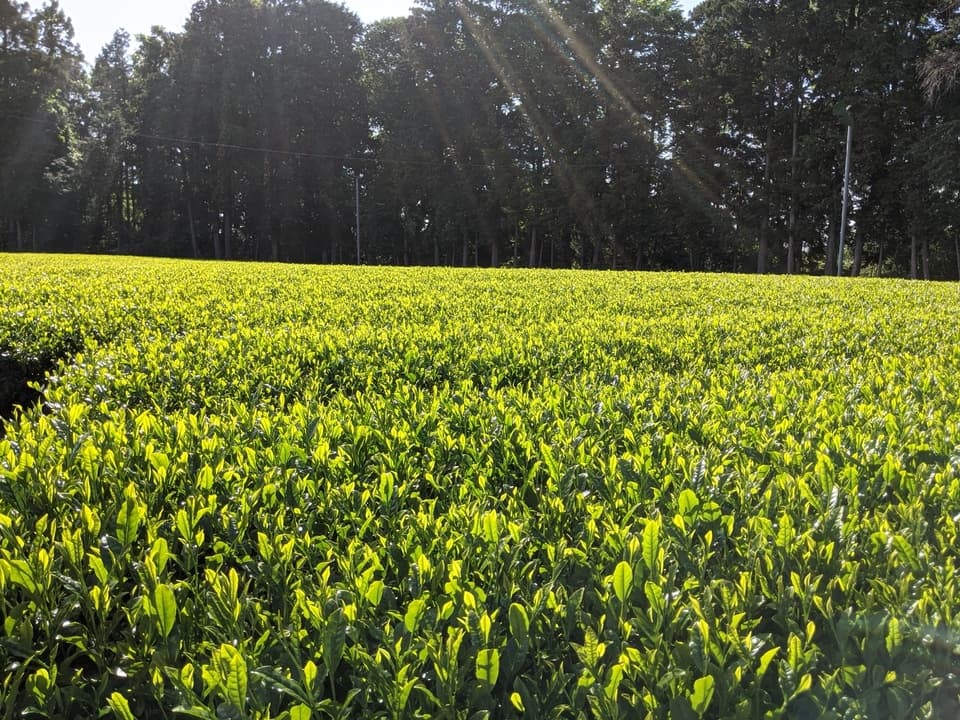 深い味わいの中に苦み広がる深蒸し茶＜潤＞無農薬・無化学肥料栽培茶