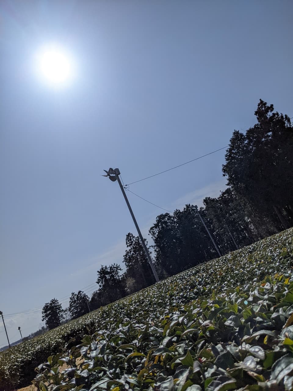 深蒸し茶＜飲み比べセット＞無農薬・無化学肥料栽培茶