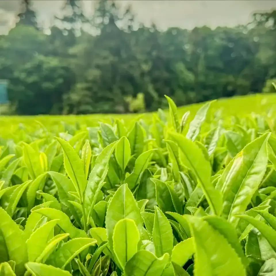 高級感のある深い味わい＜若葉＞無農薬・無化学肥料栽培茶