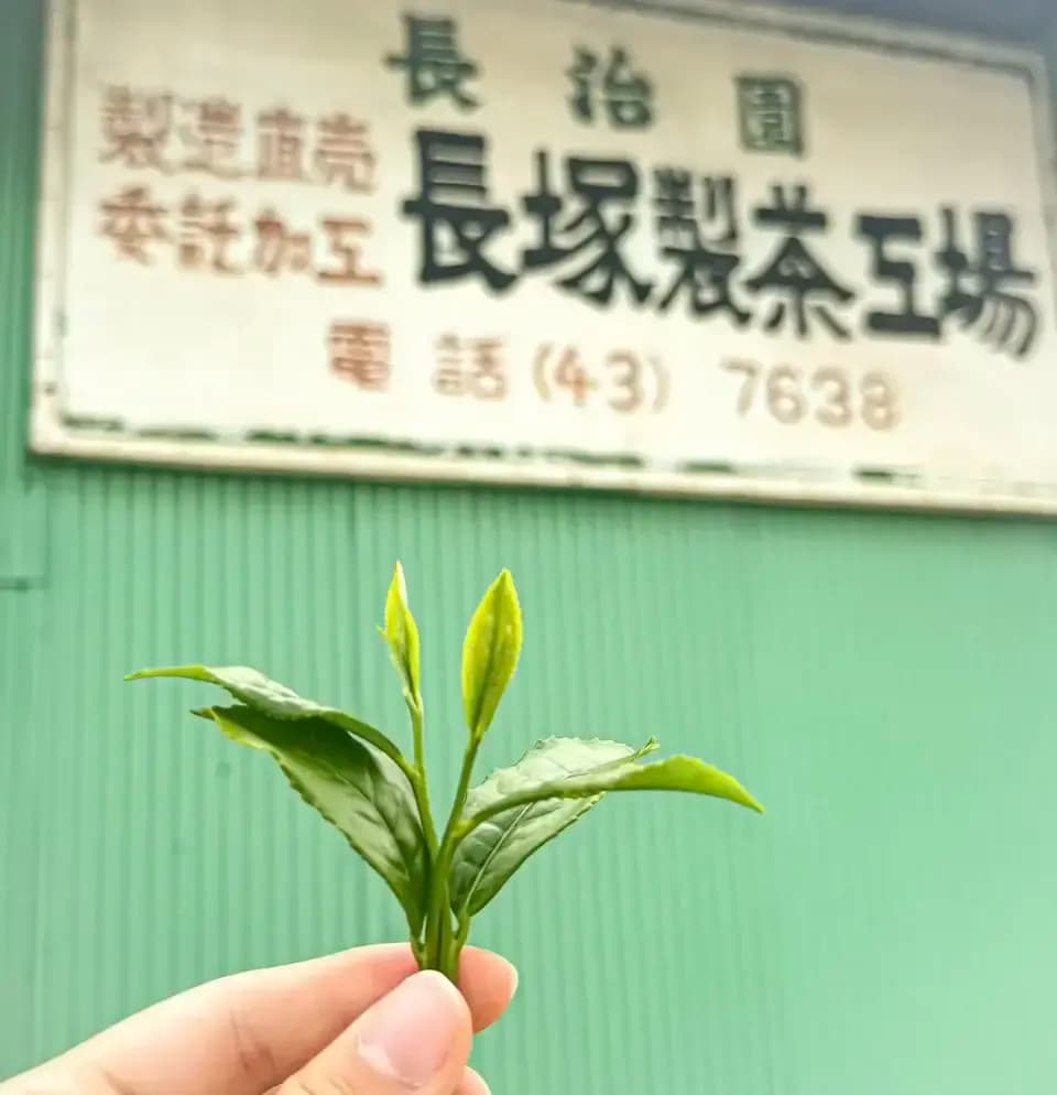 高級感のある深い味わい＜若葉＞無農薬・無化学肥料栽培茶