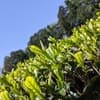 かおるつくば 長治園について
