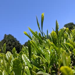 令和5年、今年の新茶出来ました。