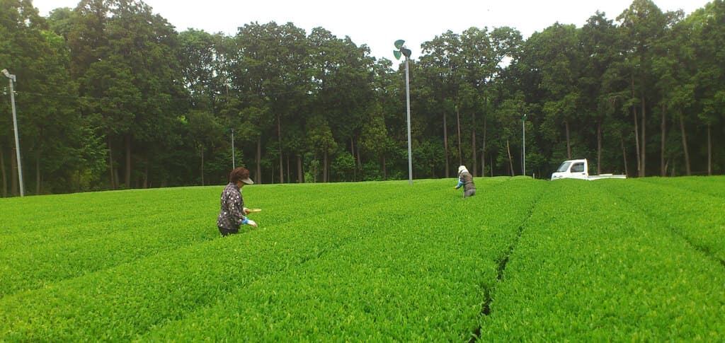 かおるつくば 長治園メイン画像