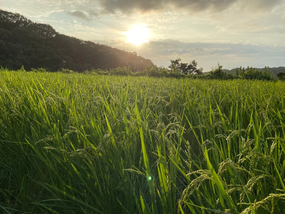 【玄米】令和7年度産 / 店頭販売されない希少品種・農林22号・農薬・除草剤・化学肥料不使用